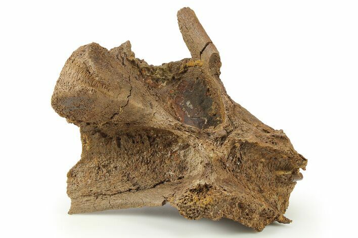 Hadrosaur (Edmontosaurus) Partial Vertebral Arch - Wyoming #280402